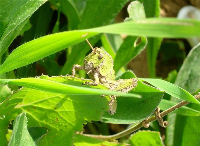 Les insectes