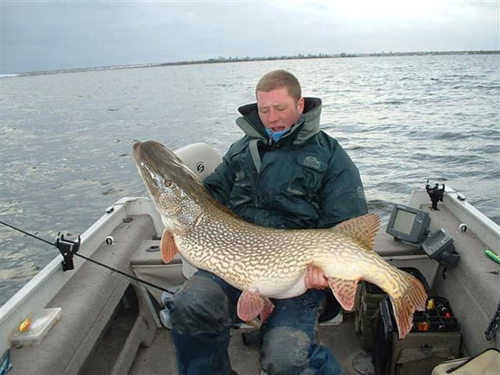 le plus grand brochet du monde, le fameux Musky nord-amricain, un rve pour tout pcheur !