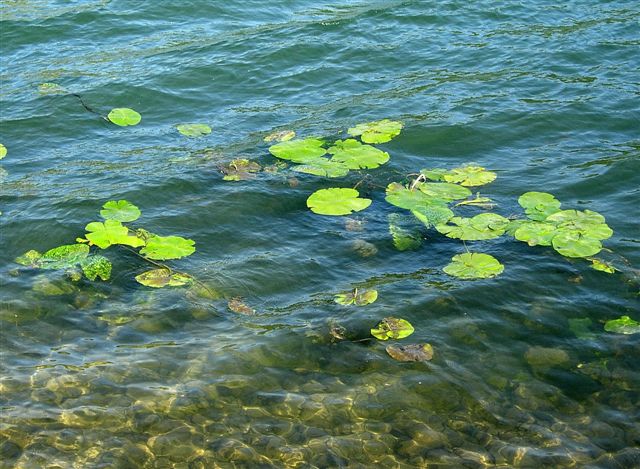 sous les nnuphars, la nourriture...