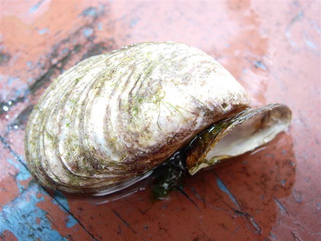 un type de moule vivantr accrocher dans les herbiers du Saint-Laurent