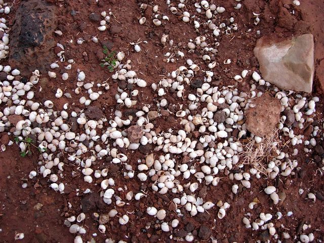 Une plage infeste d'escargot  Bin El Ouidane, une zone de hot-spots...