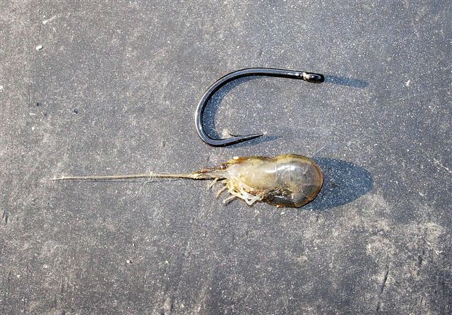 les crevettes d'eau douce posent parfois de gros problmes face aux appts...