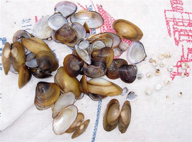 corbicules, anodontes et planorbes recueillis le long d'un plage prometteuse...