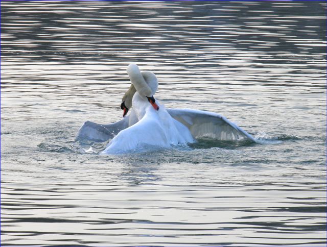 Cygnes enlasss !
