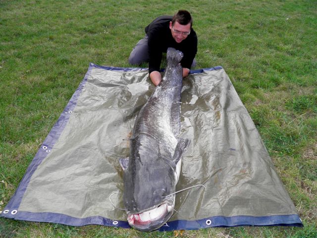 184cm, 1er silure de septembre malgr le coup de froid...