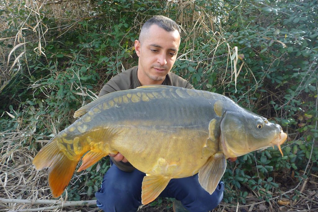 Encore une miroir au YELLOW Fruit Dumbles 20mm