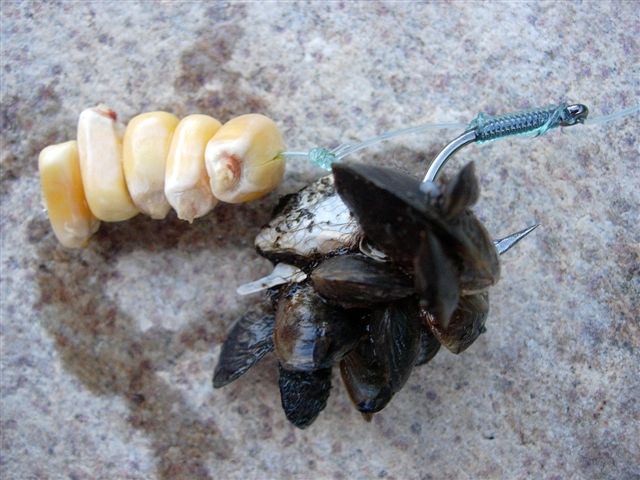 Des milliards de moules...
