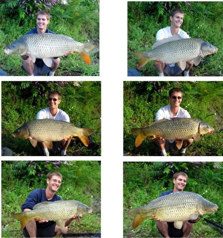 carpes de Saône