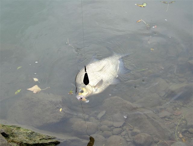 le blanc aussi est actif...