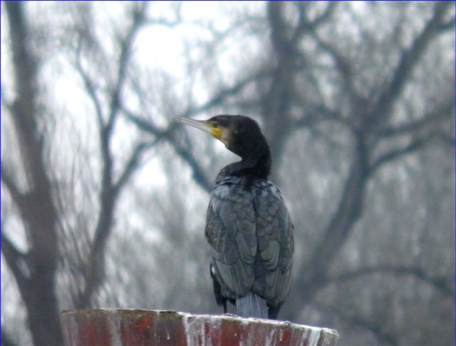 Comme nous, les cormorans sont à l'affût du moindre signe de surface...