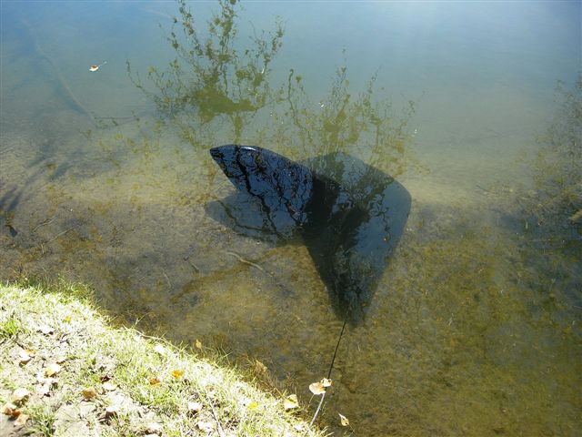 Le sac de conservation est utile pour mettre certaines carpes au repos avant relâcher...