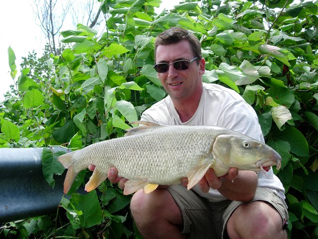 le barbeau annonce parfois les carpes en rivire