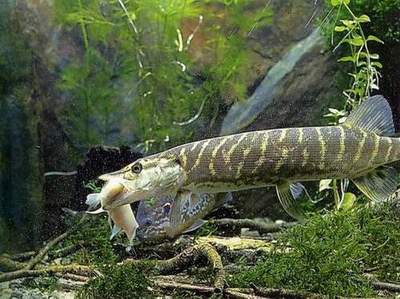 le brochet se fait de plus en plus rare en France, ses zones de reproduction tant presque toutes dtruites, surtout en fleuve canalis.