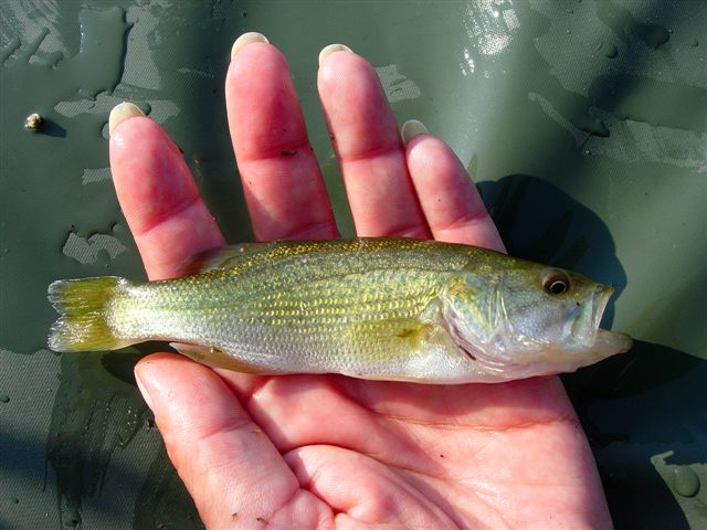 Parfois on tombe sur un black-bass, assez courant dans le bas Rhne