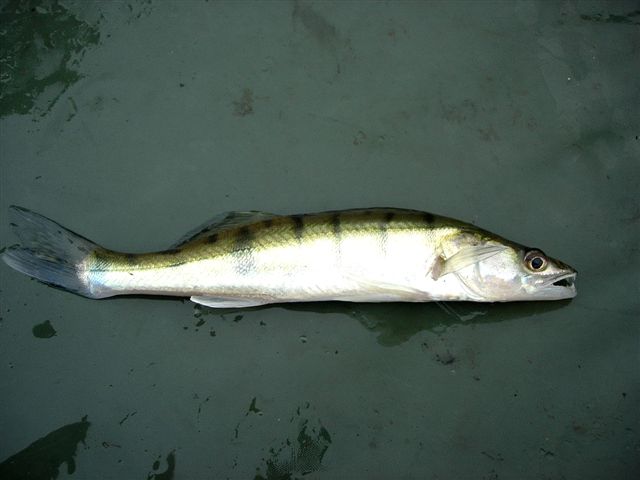 un sandre plus rare sur une ligne  carpes, mais beaucoup moins sur une ligne esche avec un vif pour le silure