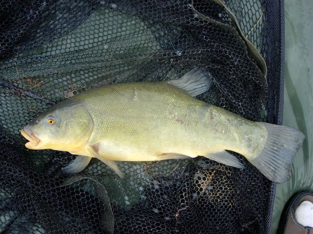 la tanche, hormis au mas, il est assez rare d'en prendre