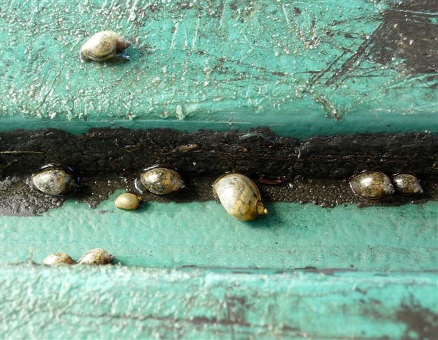 les escargots d'eau peuvent parfois pulluler et poser des problmes...