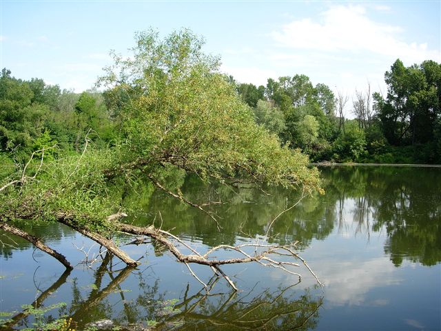 petite lne souvent envahie par le fleuve